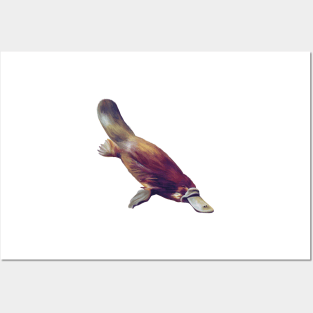 Australian Platypus swimming. Gorgeous monotreme artwork. Original painting, unique gift. Posters and Art